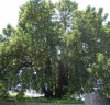 100_8166_b.jpg