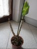 dendro 1IMG_0182.jpg
