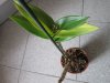 dendro2 IMG_0183.jpg