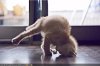 yoga-cat-1412-1.jpg