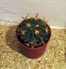 03_Ferocactus recurvus.jpg