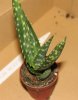 05aloe microstigma.jpg