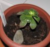 aeonium arboreum.jpg
