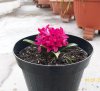 100_2775.jpg