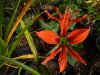 Hippeastrum aulicum.jpg