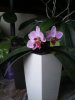 orchidea rosa1.JPG