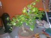foto pianta bonsai 001.jpg