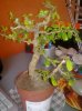 foto pianta bonsai 002.jpg