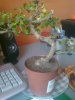 foto pianta bonsai 003.jpg
