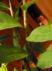 2012-02_zamia (3).jpg 2012-02_zamia (3).jpg