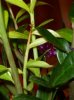 2012-02_zamia (6).jpg 2012-02_zamia (6).jpg