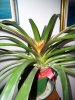 guzmania 001.jpg