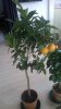 WP_20170202_065.jpg