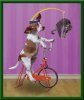 464-cane-bicicletta-gatto-appeso-testa.jpg