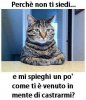 542-gatto-seduto-scrivania-chiede-perch-deve-essere-castrato.jpg