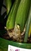 brassia-2.png