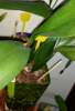 encyclia-1.png
