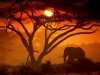 tramonto treetop.jpeg tramonto treetop.jpeg