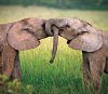 amore_e_amicizia_tra_animali_16.jpg amore_e_amicizia_tra_animali_16.jpg