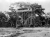 treetop regina.jpg treetop regina.jpg