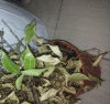 20170219_092105R1C2.gif