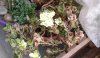 pianta balcone1.jpg