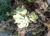 pianta balcone 2.jpg