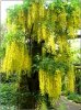 Laburnum x watereri 'Vossii'.jpg