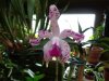 cattleya ametystoglossa.JPG