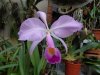 cattleya trianei - Copia.JPG