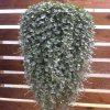 Dichondra Silver Falls - 5 Large Plug Plants.jpg