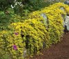 lysimachia_nummularia_aurea_2013.jpg