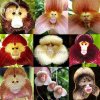 fiore Monkey face Orchid.jpg