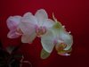 phalaenopsis orchid world x macalau quenn - Copia.JPG