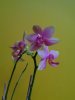 phalaenopsis princess kaiulani x amabilis.JPG