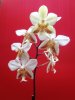 phalaenopsis stuartiana 3  - Copia.JPG