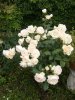 Rosa Terry rifiorente 2013.JPG