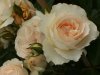 Rosa da talea.jpg