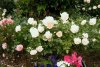 Rose Terry 1 2015.JPG