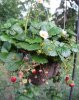 hanging-strawberry-plant.jpg