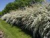 siepe_spirea.jpg