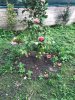 IMG_7004-13-04-17-05-17.jpeg