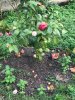 IMG_7005-13-04-17-05-17.jpeg
