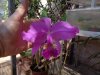 cattleya lueddemanianna.JPG