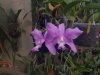 cattleya nobilior.JPG