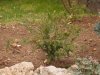 2016 11 02 Taxus Baccata Repandens.jpg