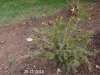 2016 11 29 Taxus Baccata Repandens.jpg