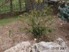 2017 03 15 Taxus Baccata Repandens.jpg