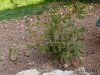 2017 03 31 Taxus Baccata Repandens.jpg