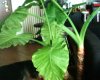 IMG0044A.jpg
